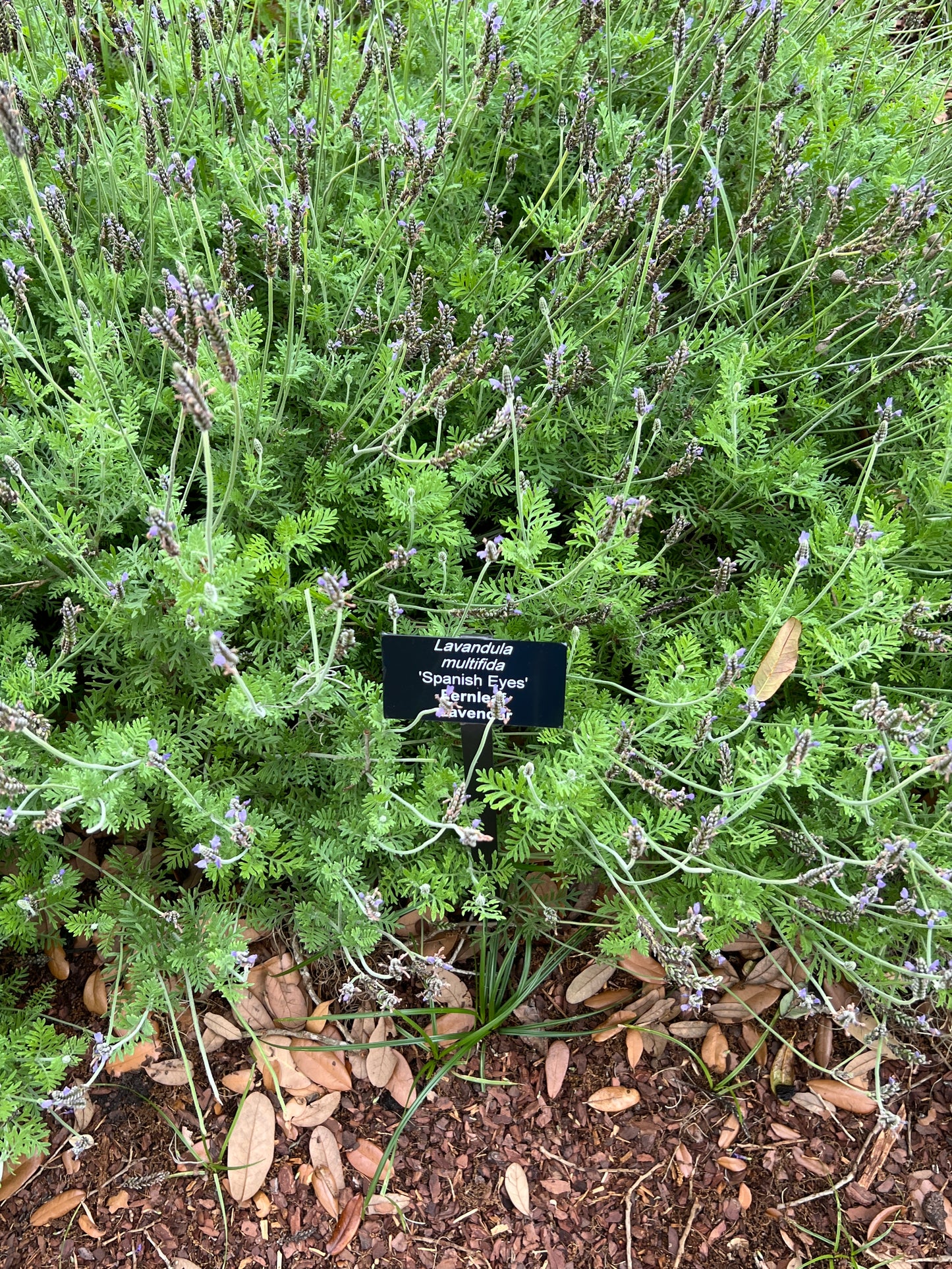 Fernleaf Lavender 100 Seeds Lavandula multifida
