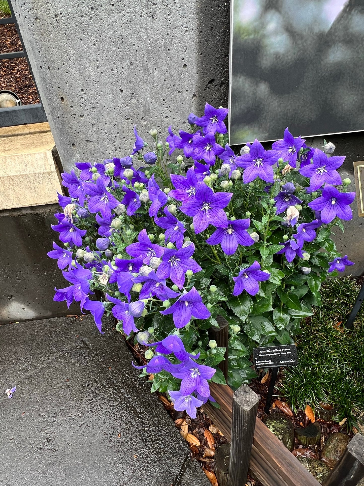 Balloon Flower 100 Seeds Platycodon grandiflorus