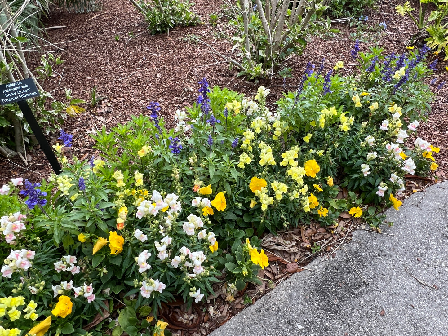 Yellow Pansy 100 Seeds Viola wittrockiana