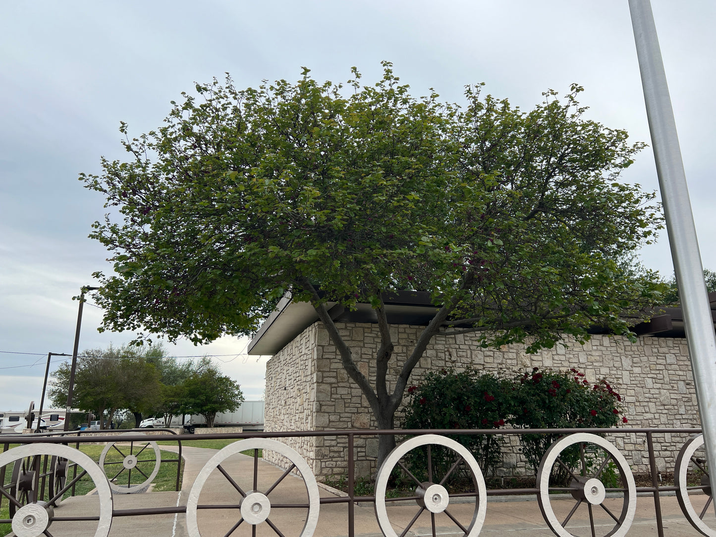 Texas Redbud 10 Seeds Cercis canadensis var. texensis