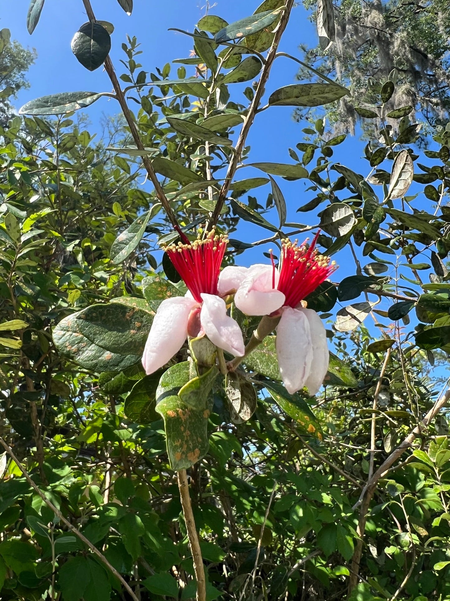 Pineapple Guava Feijoa Feijoa sellowiana 100 Seeds  USA Company