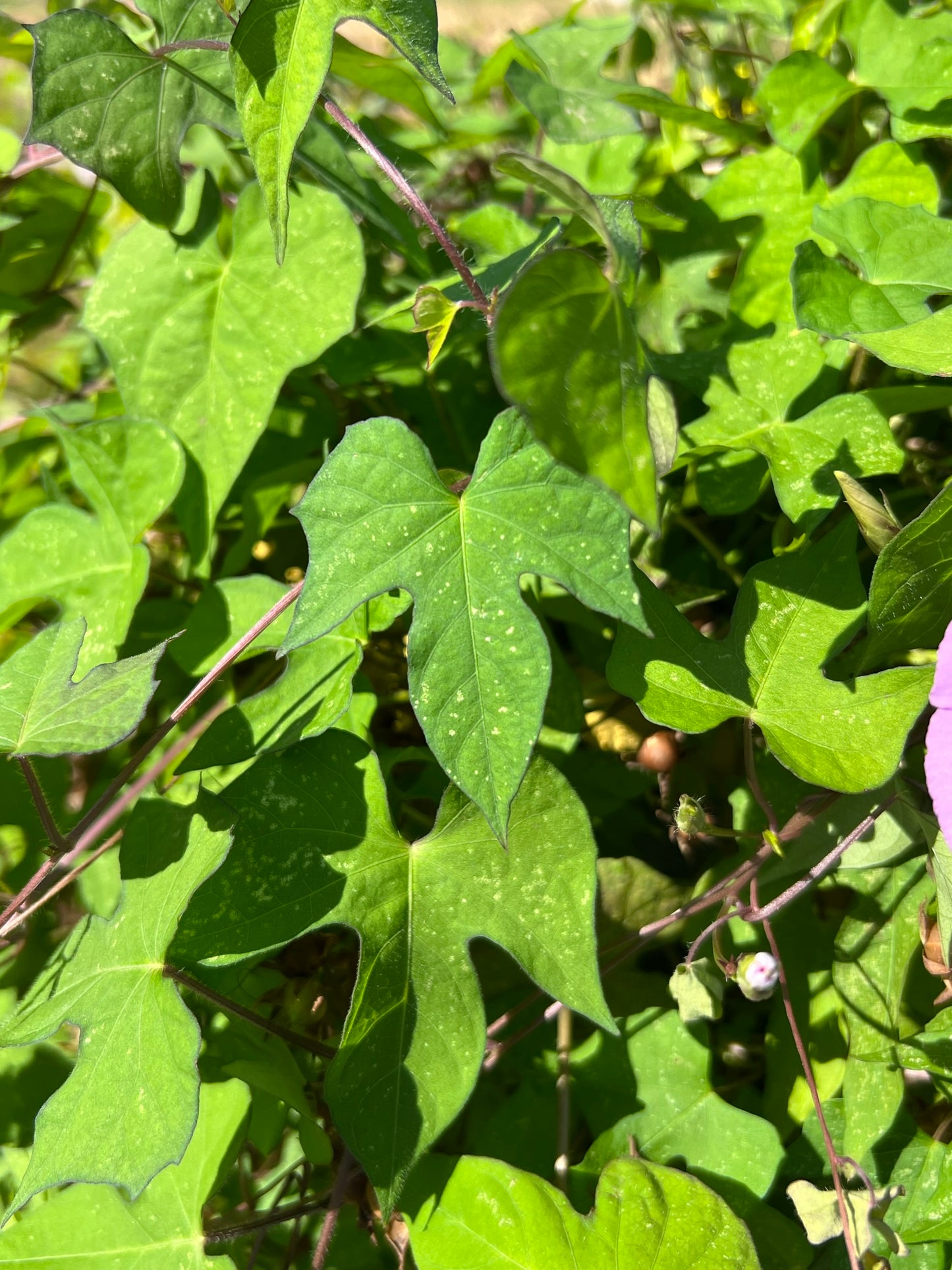 Pink Morning Glory Ipomoea cordatotriloba 10 Seeds