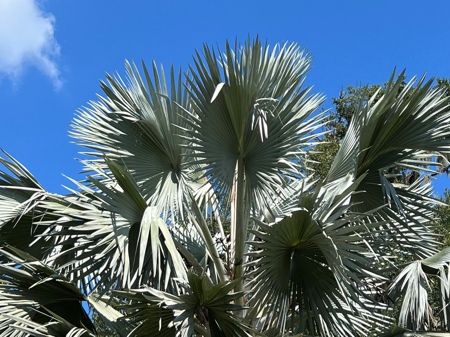 Bismarck Palm Bismarckia nobilis 5 Seeds  USA Company