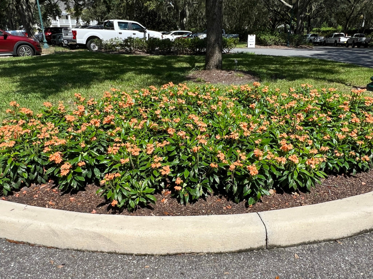 Firecracker Flower 10 Seeds Crossandra infundibuliformis