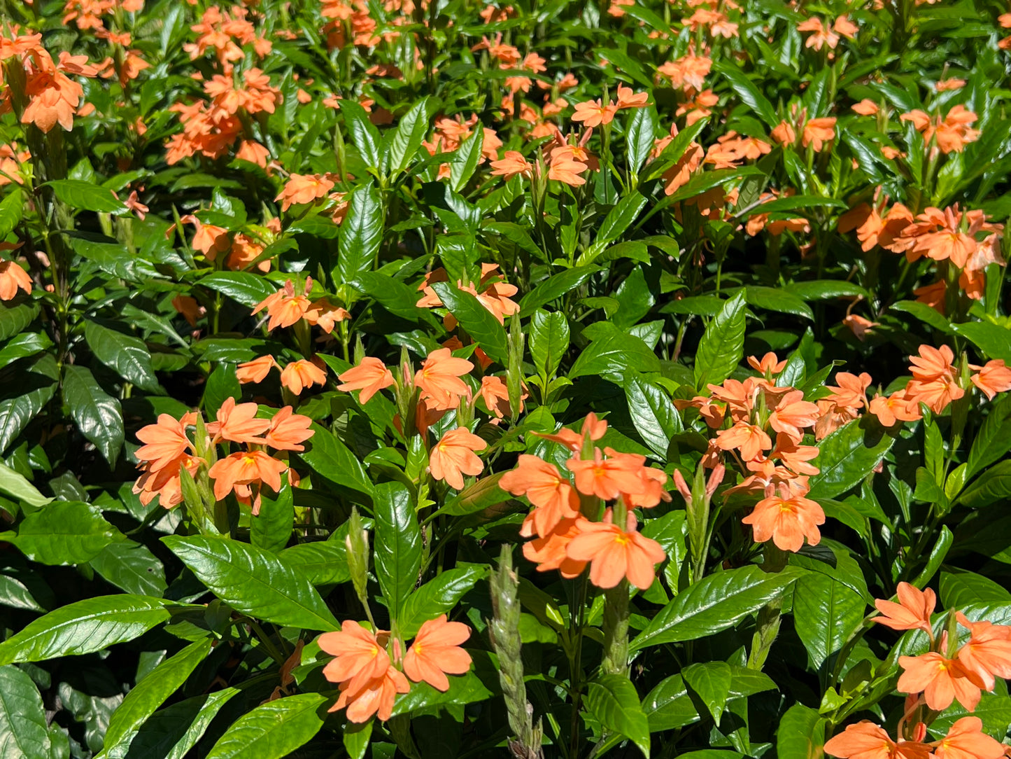 Firecracker Flower Crossandra infundibuliformis 20 Seeds  USA Company