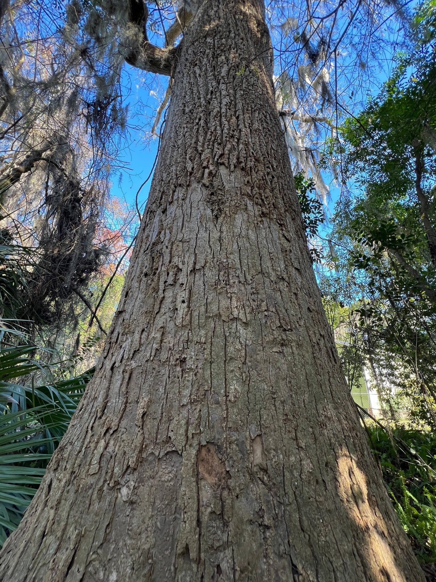 Southern Tulip Tree Liriodendron tulipifera 20 Seeds