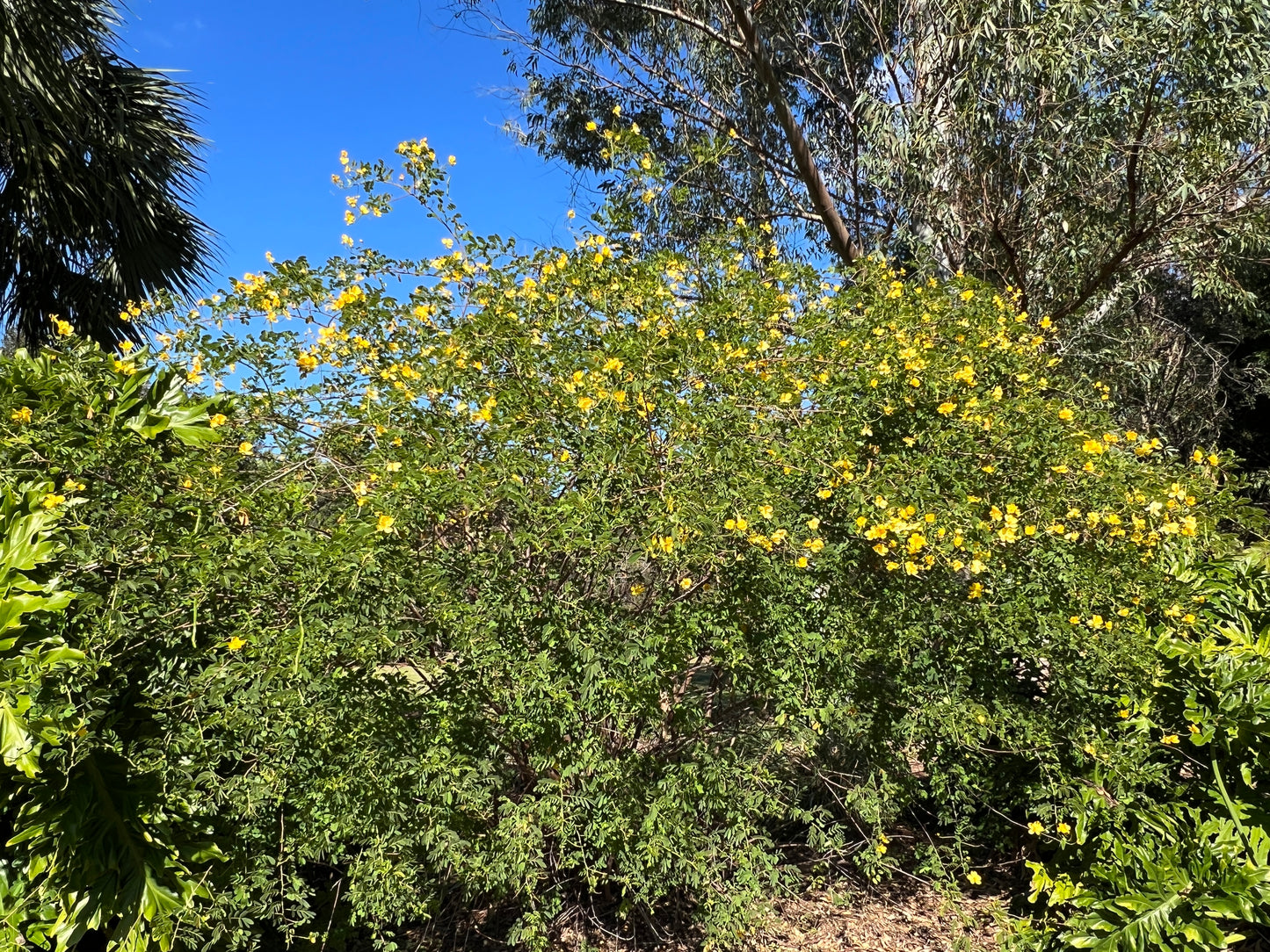 Christmas Senna 20 Seeds Senna pendula
