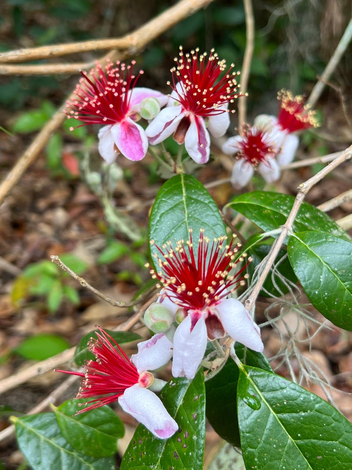 Pineapple Guava Feijoa Feijoa sellowiana 100 Seeds  USA Company