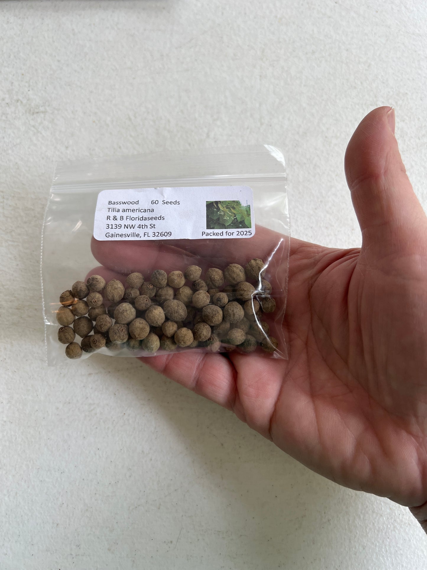 Basswood 10 Seeds American Linden Tilia americana