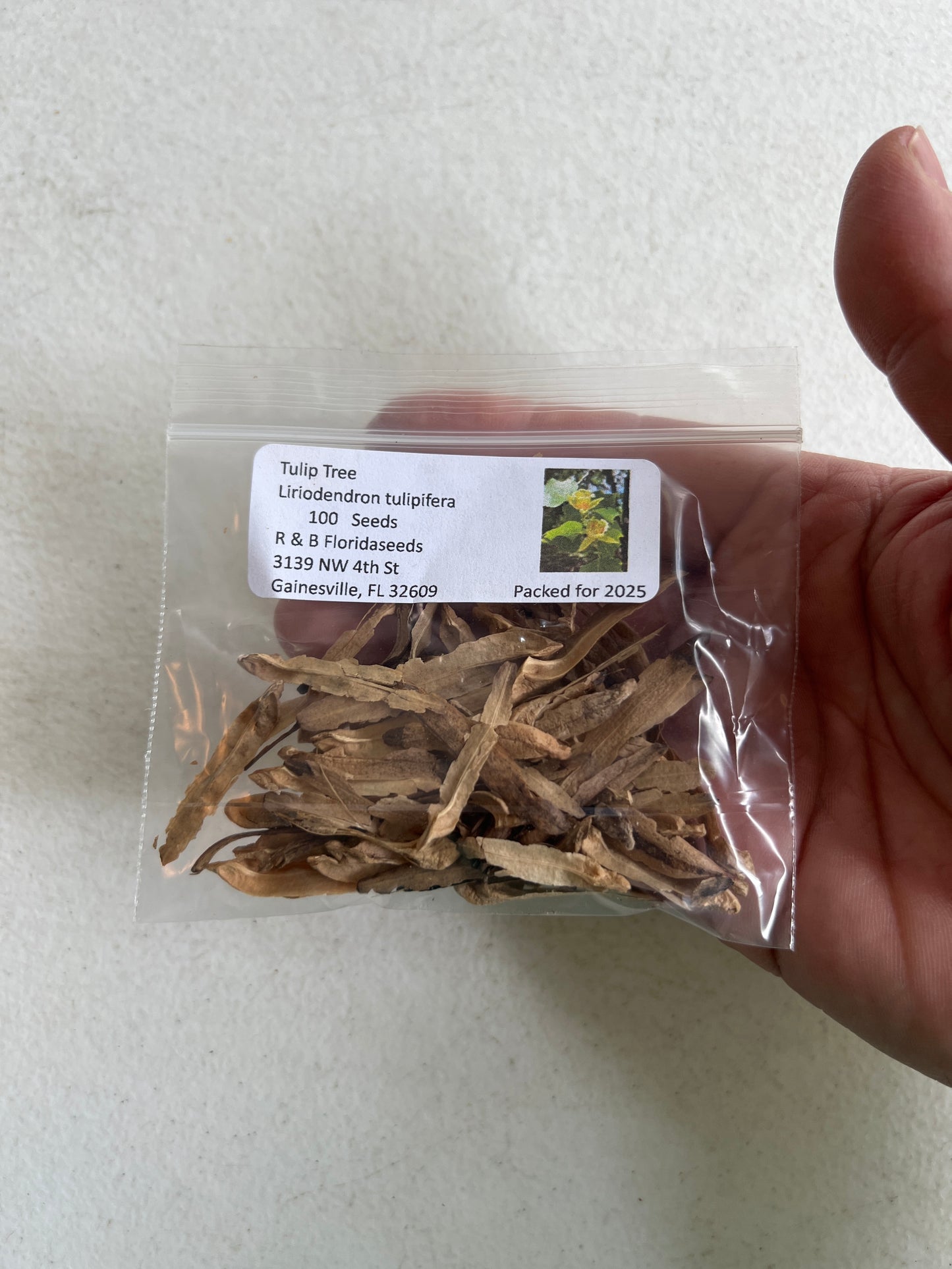 Tulip Tree 100 Seeds Liriodendron tulipifera