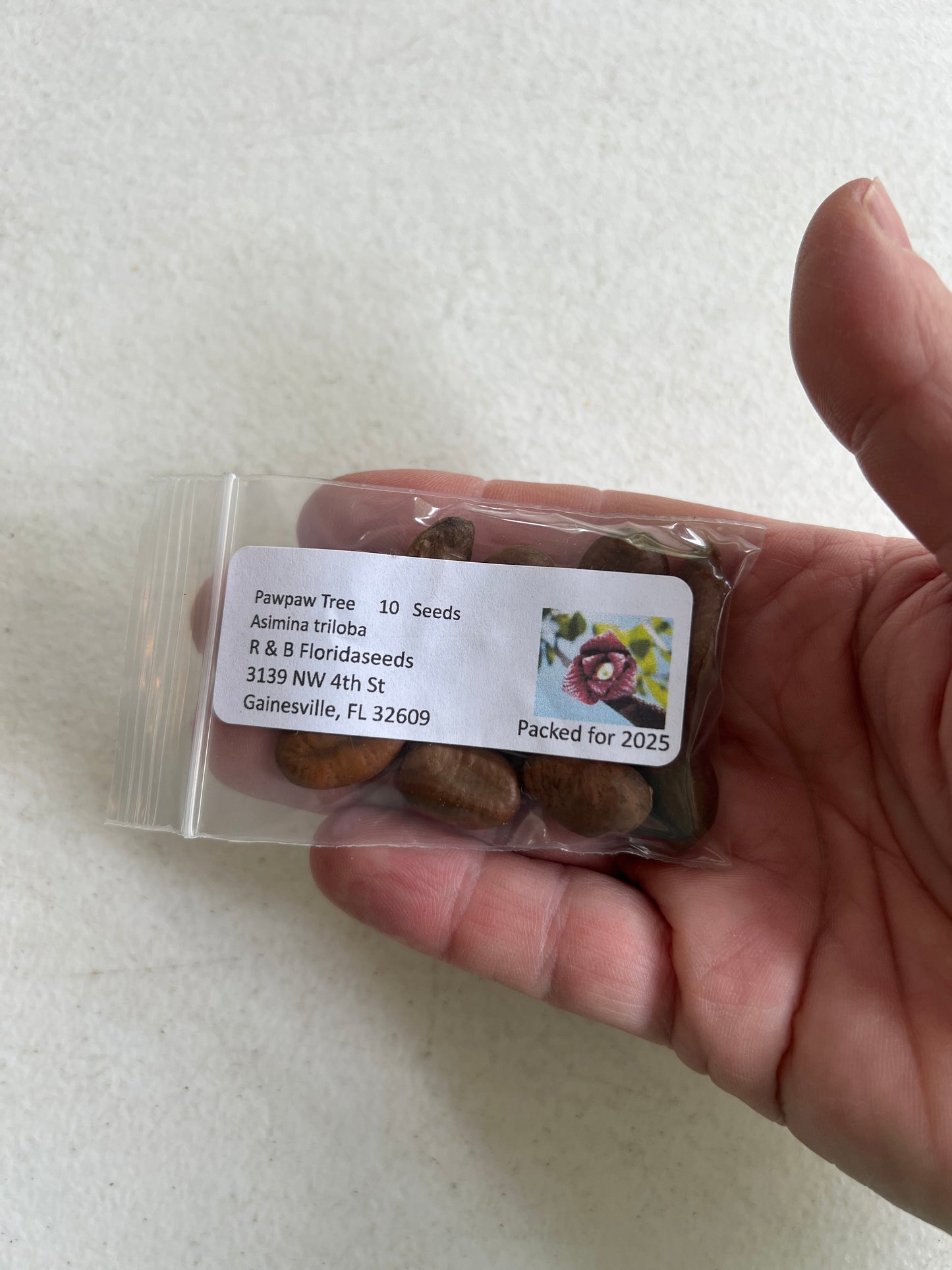 Pawpaw Tree Asimina triloba 10 Seeds