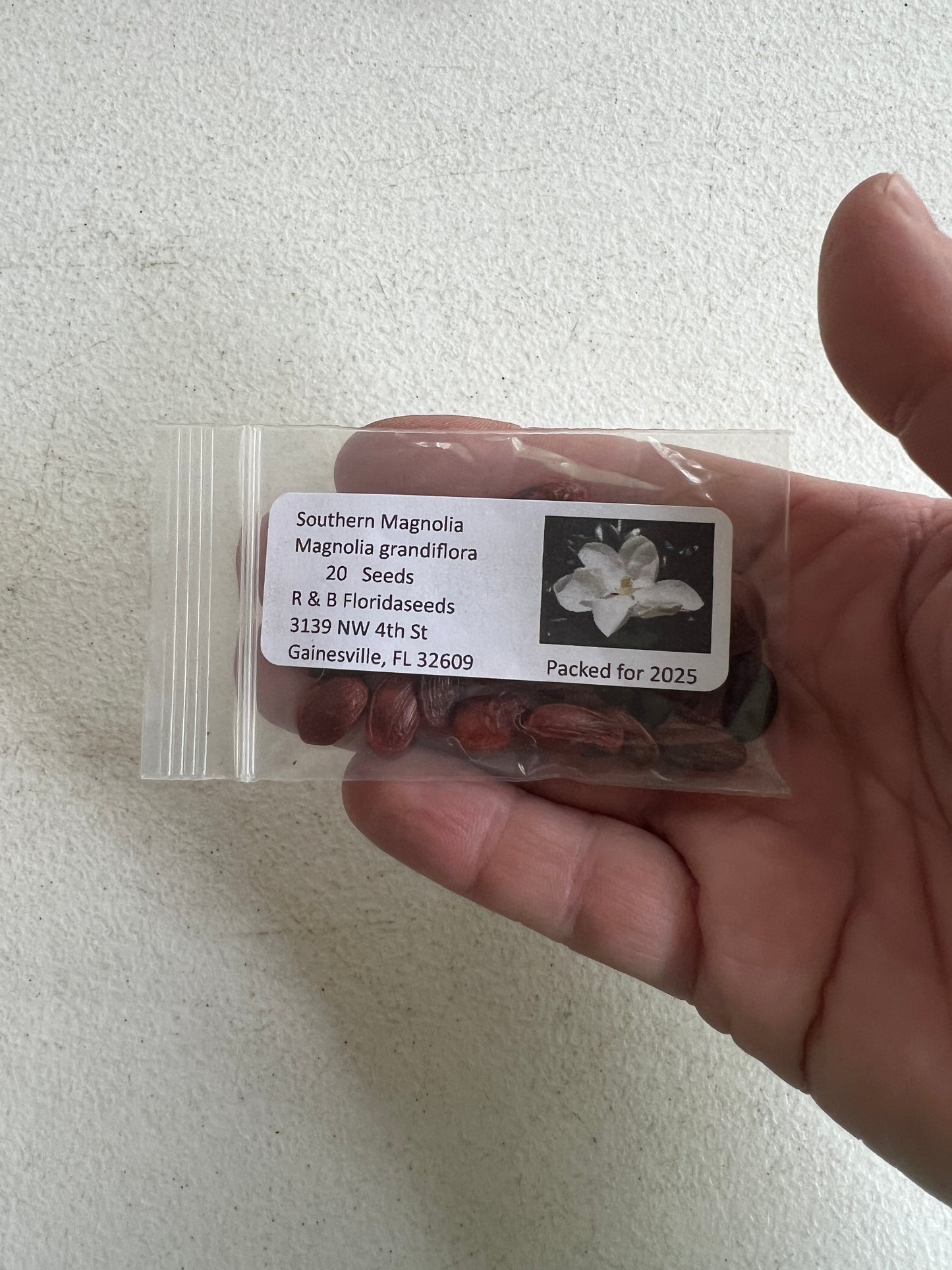 Southern Magnolia Magnolia grandiflora 20 Seeds