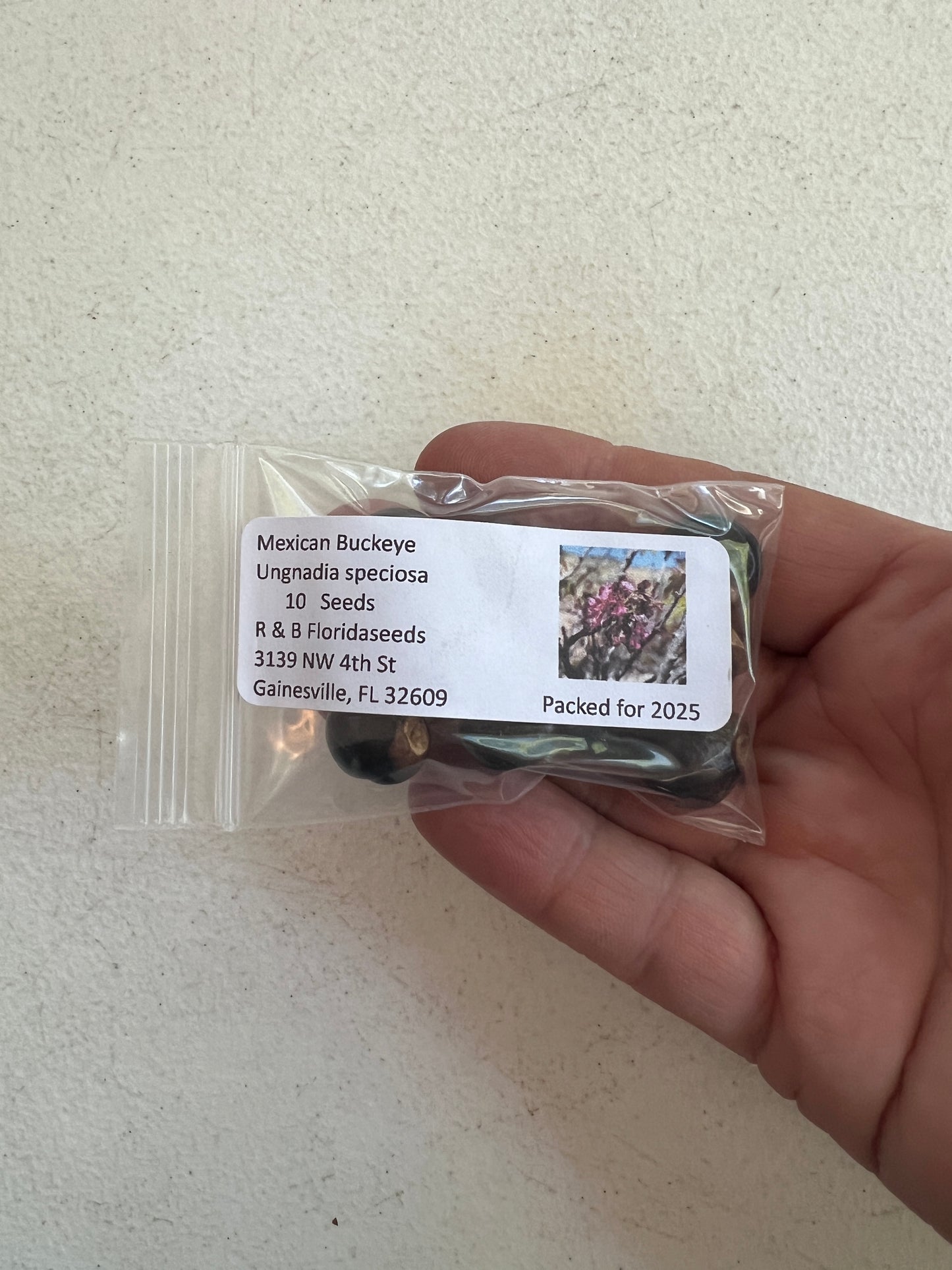 Mexican Buckeye Ungnadia speciosa 10 Seeds