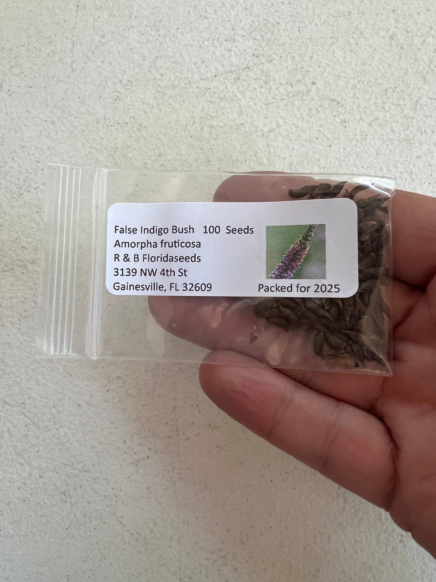 False Indigo Bush Amorpha fruticosa 100 Seeds