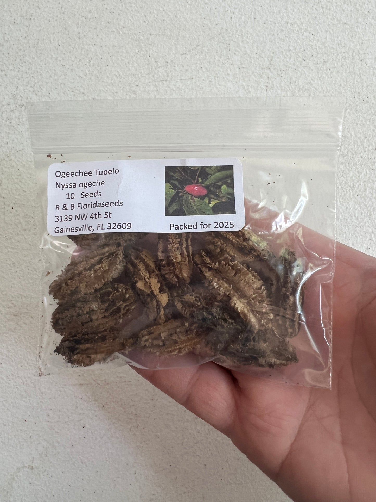 Ogeechee Tupelo Nyssa ogeche 10 Seeds