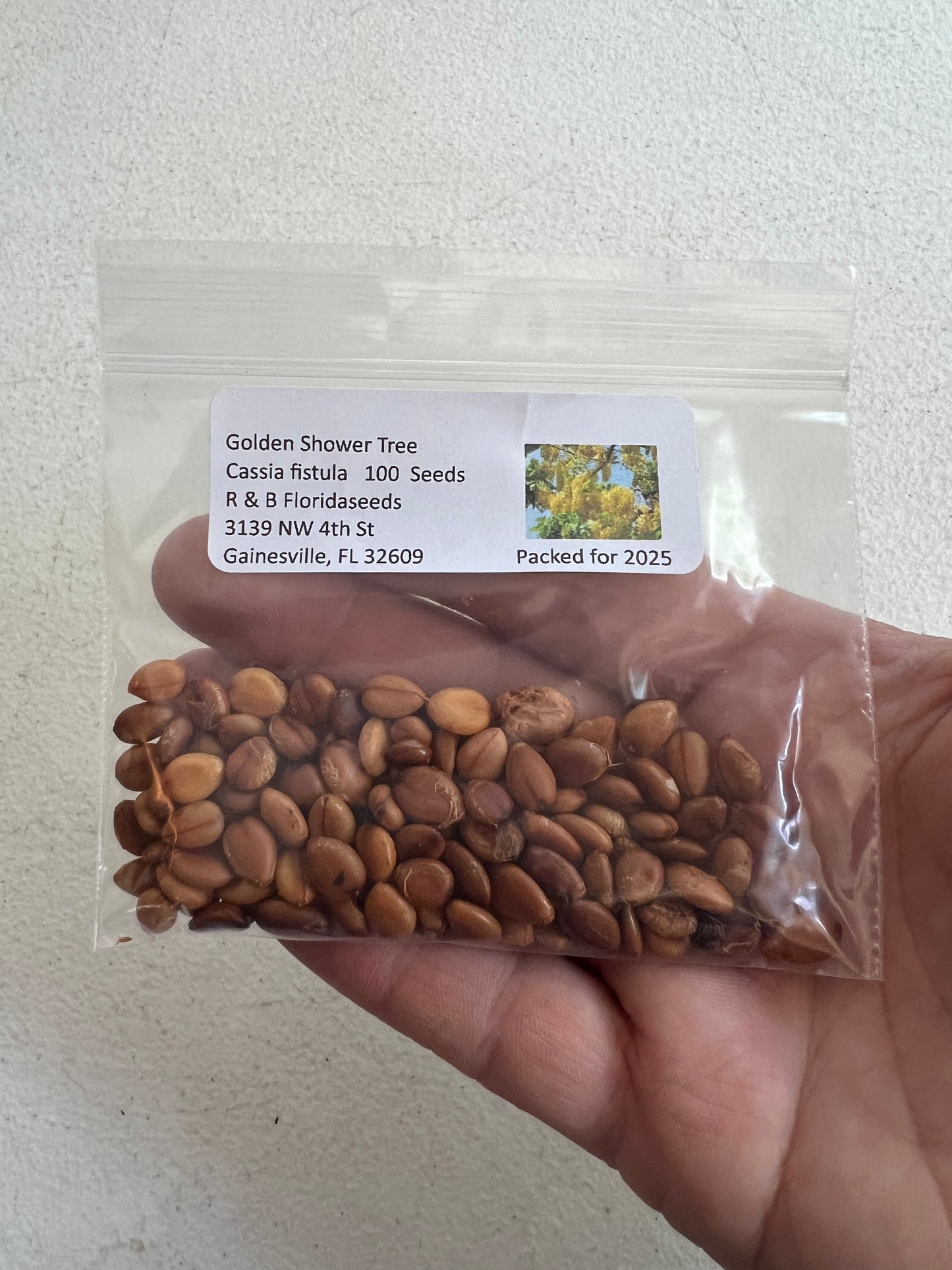 Golden Shower Tree 100 Seeds Cassia fistula