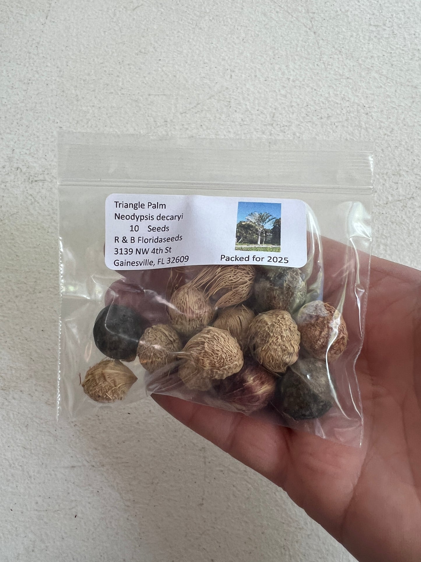 Triangle Palm Neodypsis decaryi 10 Seeds