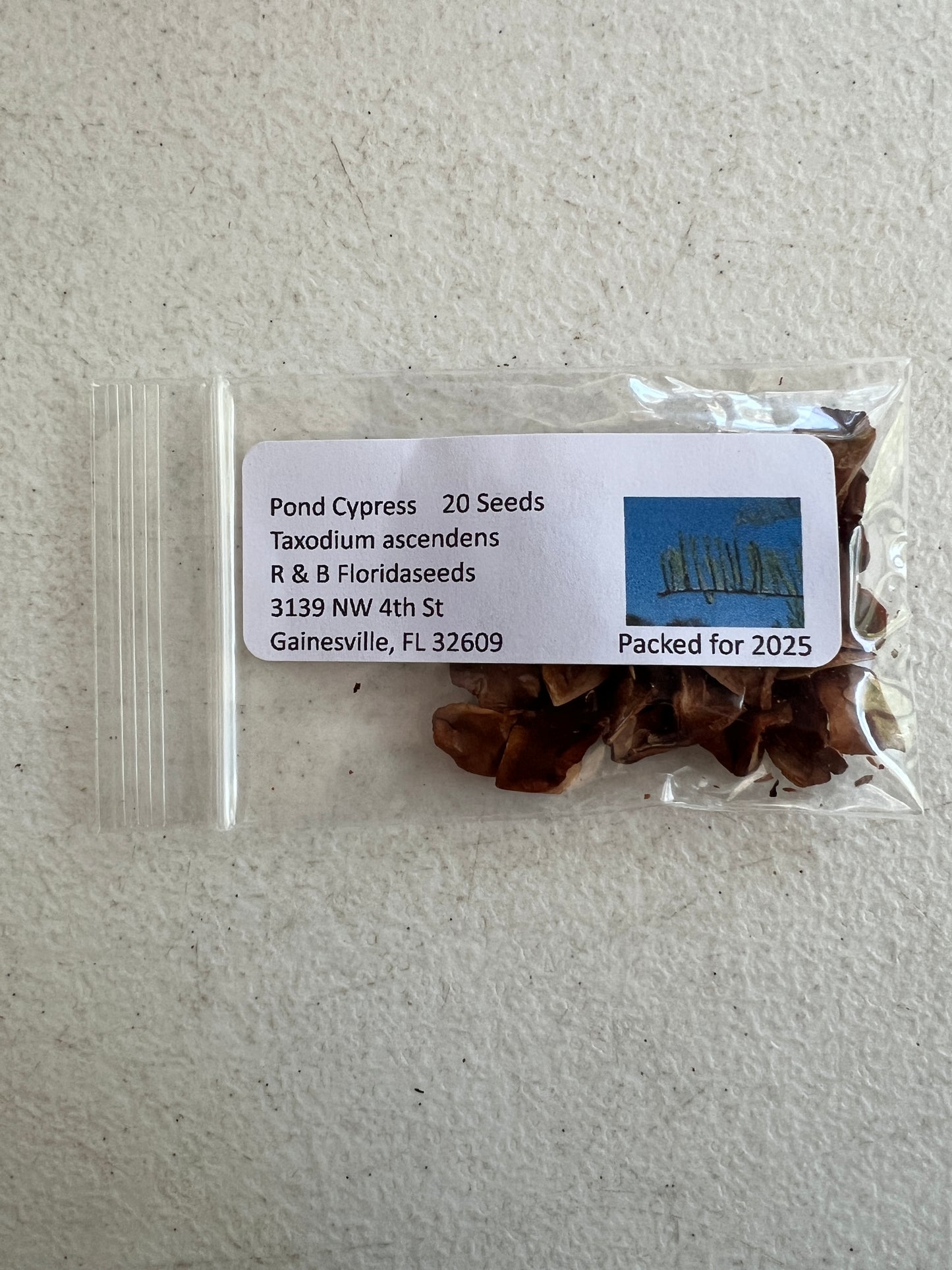 Pond Cypress Taxodium ascendens 20 Seeds