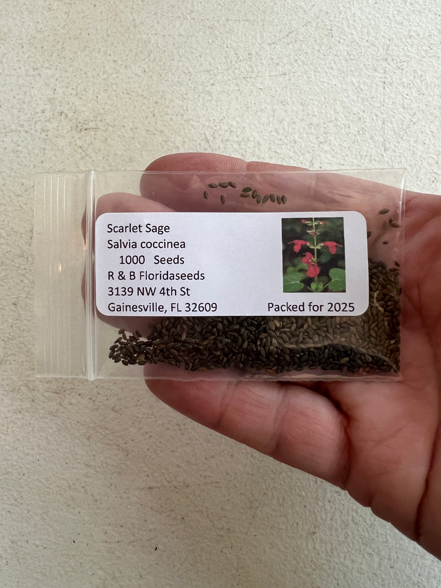 Scarlet Sage 100 Seeds Salvia coccinea