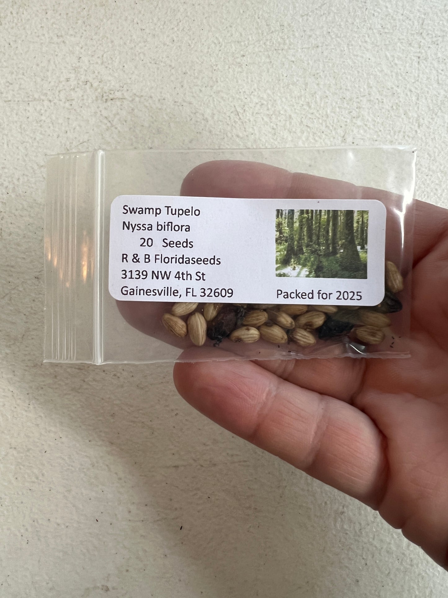 Swamp Tupelo Nyssa biflora 10 Seeds