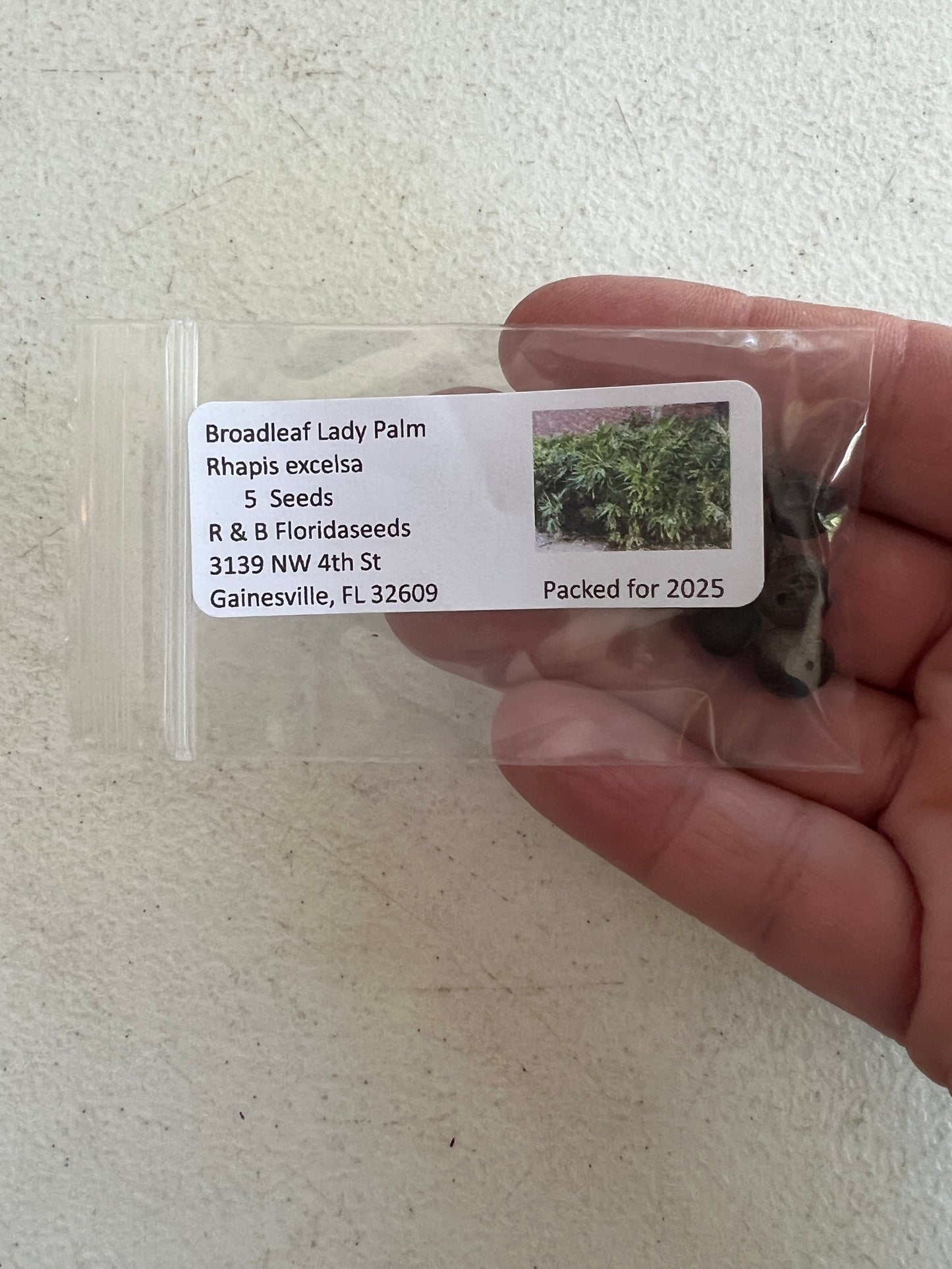 Broadleaf Lady Palm Rhapis excelsa 5 Seeds