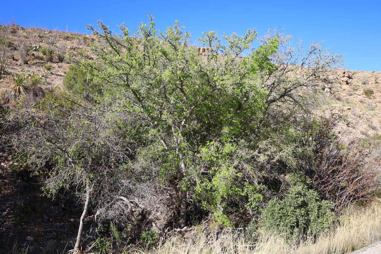Netleaf Hackberry Celtis reticulata 20 Seeds