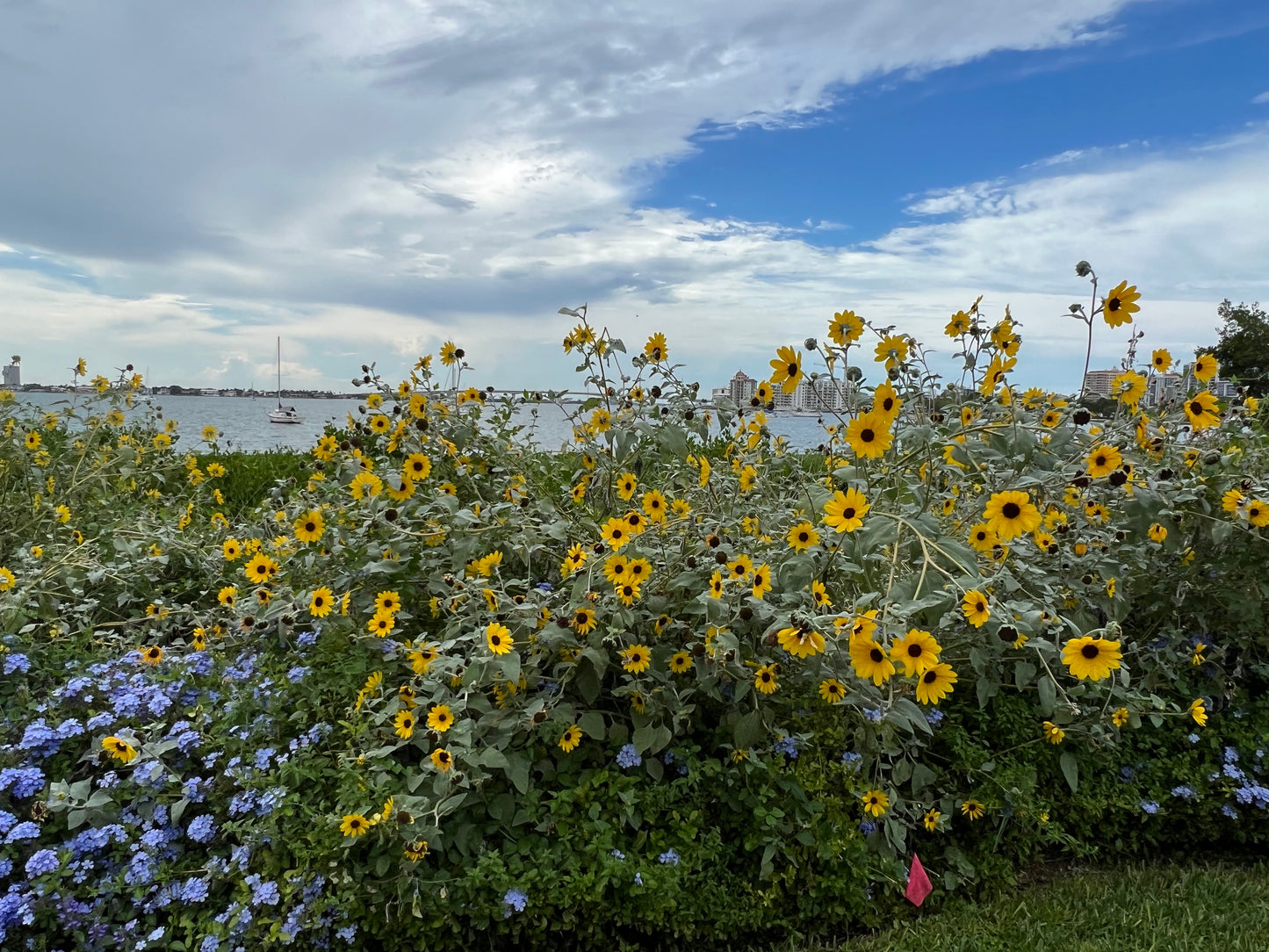 Silverleaf Sunflower 100 Seeds Helianthus argophyllus