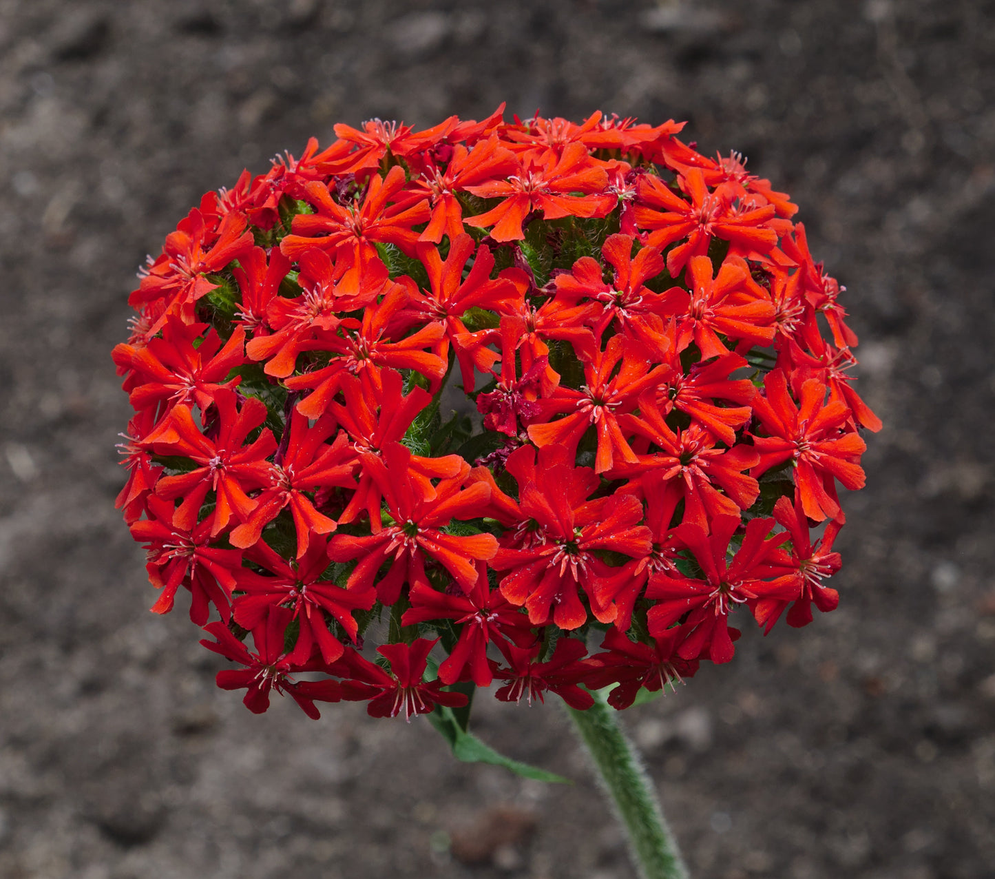 Maltese Cross 2000 Seeds Lychnis chalcedonica