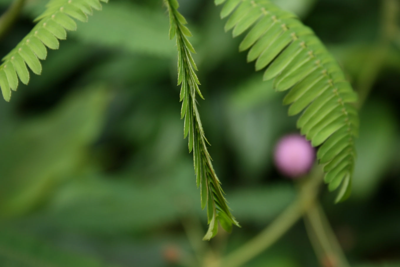 Sensitive Plant Mimosa pudica 500 Seeds  USA Company