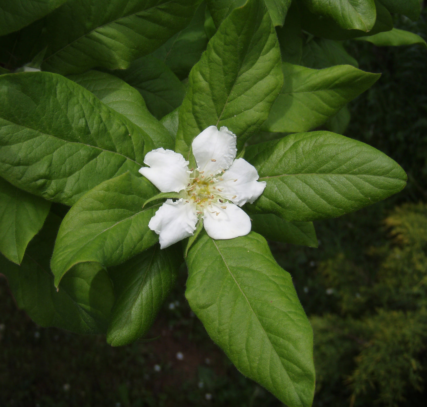 Medlar Mespilus germanica 100 Seeds   USA Company