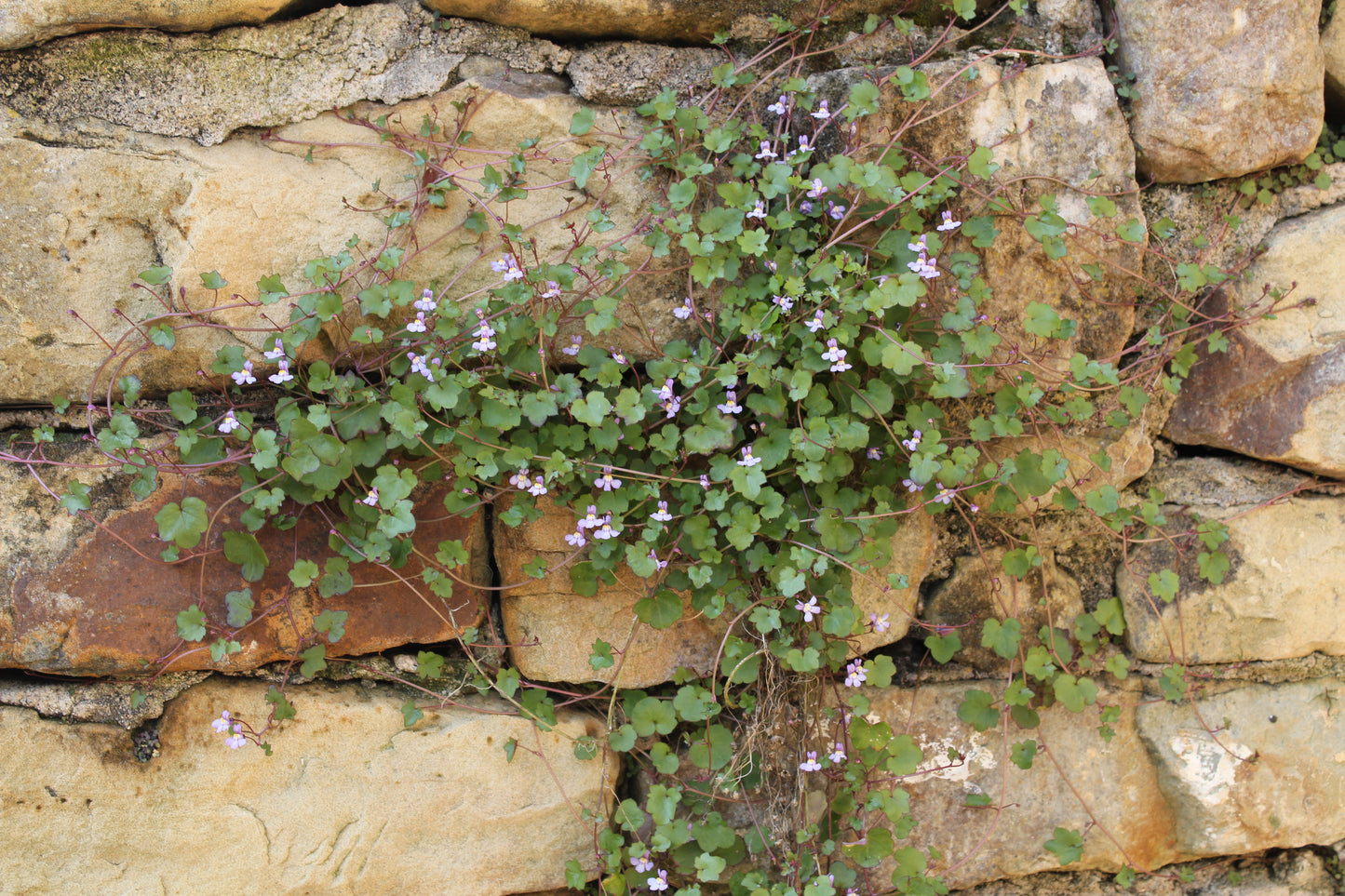 Kenilworth Ivy 100 Seeds Cymbalaria muralis