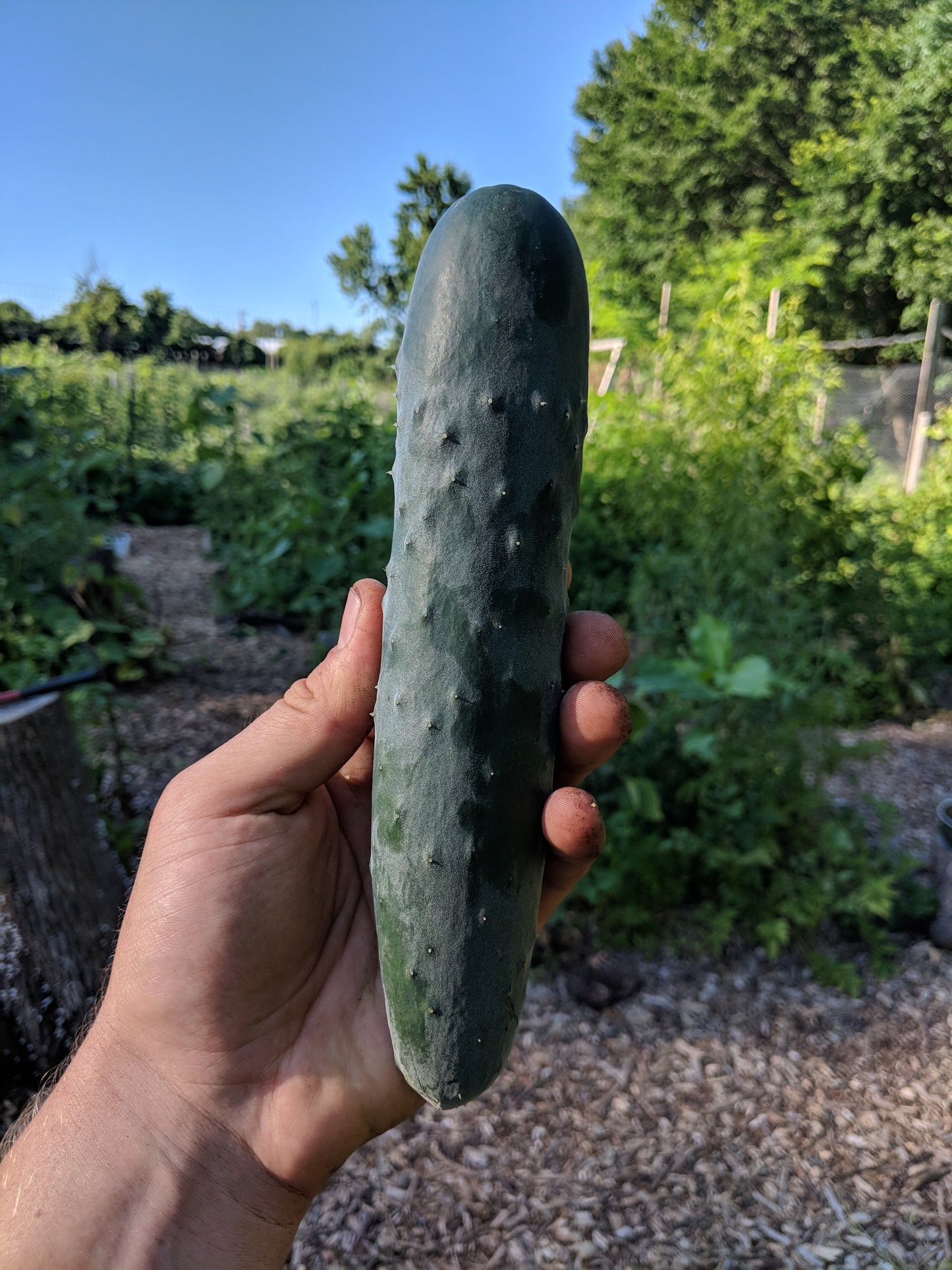 Straight Eight Cucumber 100 Seeds Cucumis sativus