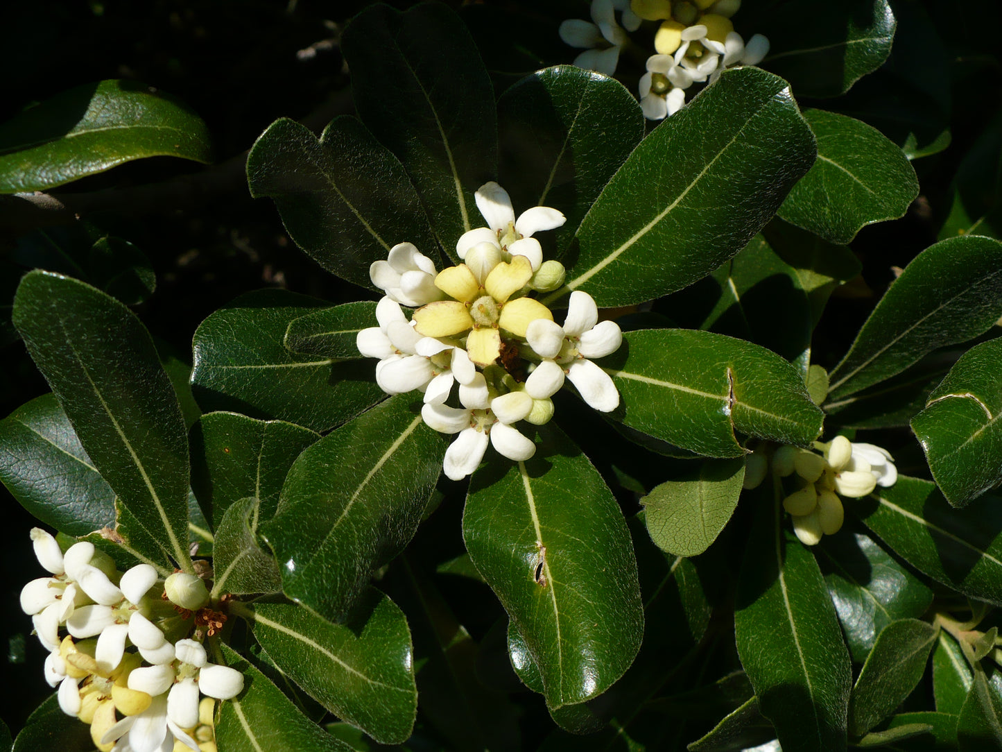 Japanese Mock Orange Pittosporum tobira 20 Seeds  USA Company