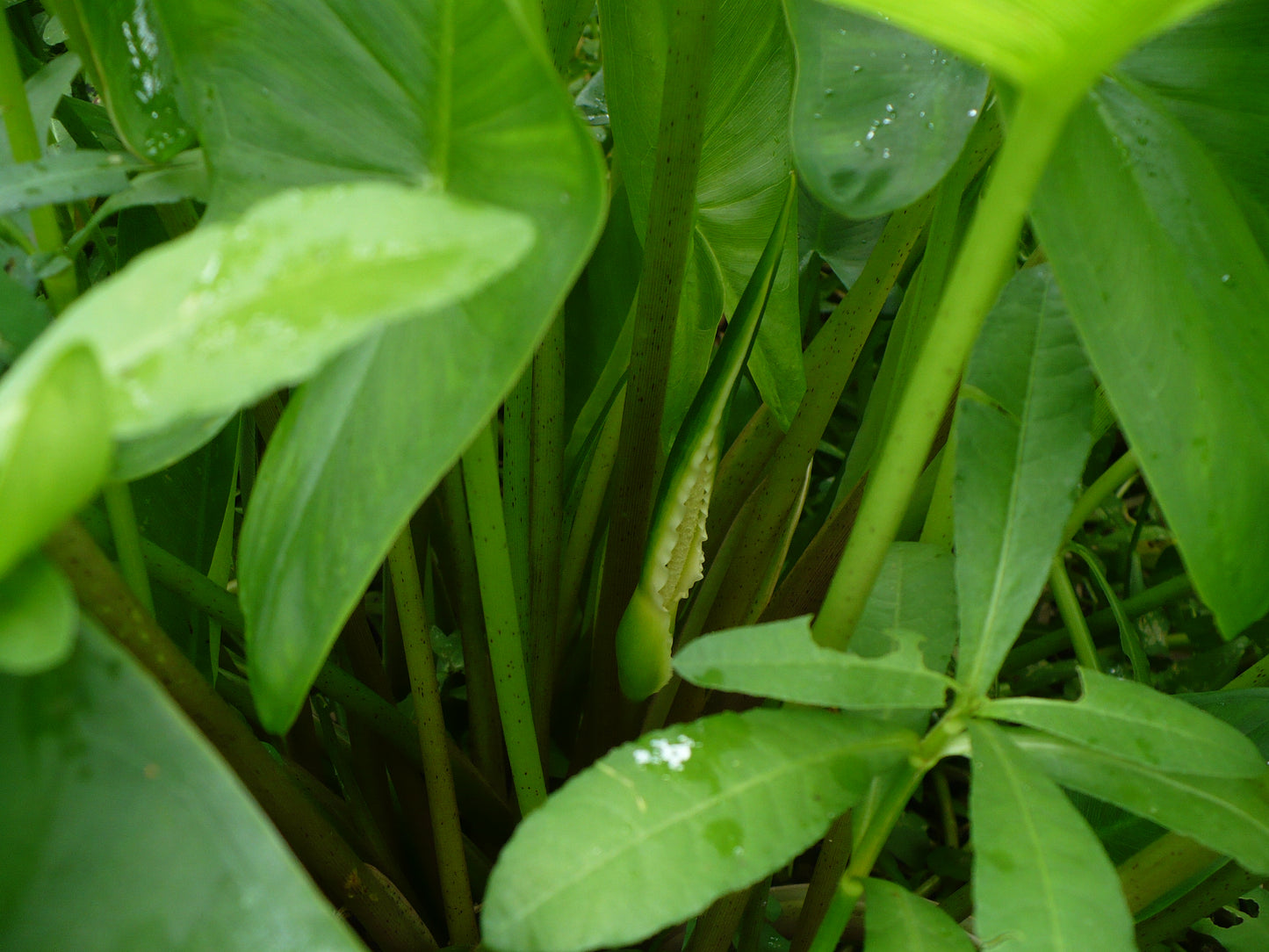 Green Arrow Arum 10 Seeds Peltandra virginica
