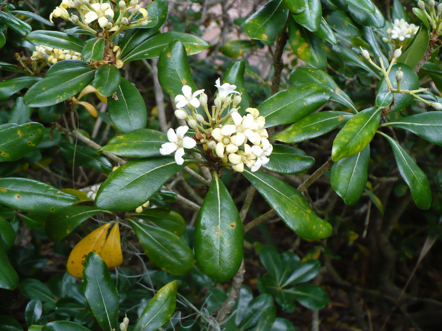 Japanese Mock Orange Pittosporum tobira 20 Seeds  USA Company