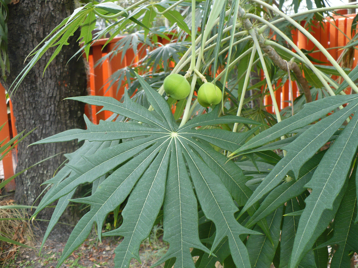 Coral Plant Jatropha multifida 5 Seeds