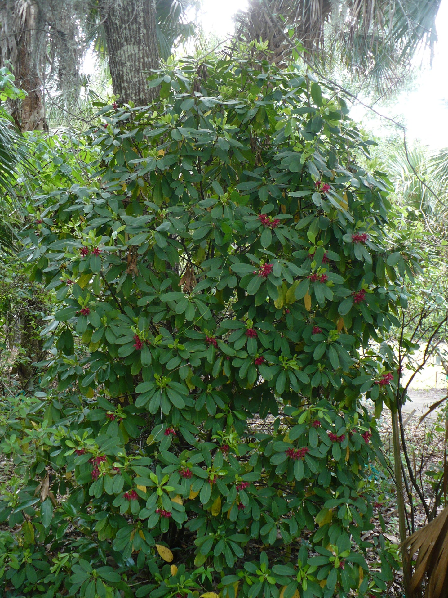 Florida Anise 10 Seeds Illicium floridanum