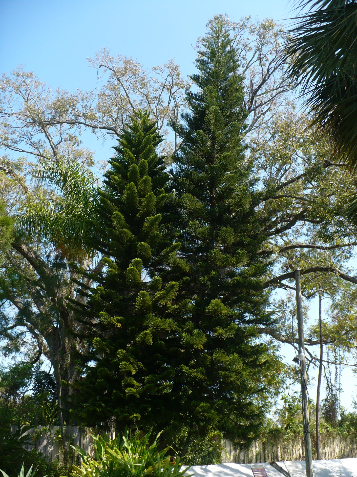 Norfolk Island Pine 5 Seeds Araucaria excelsa