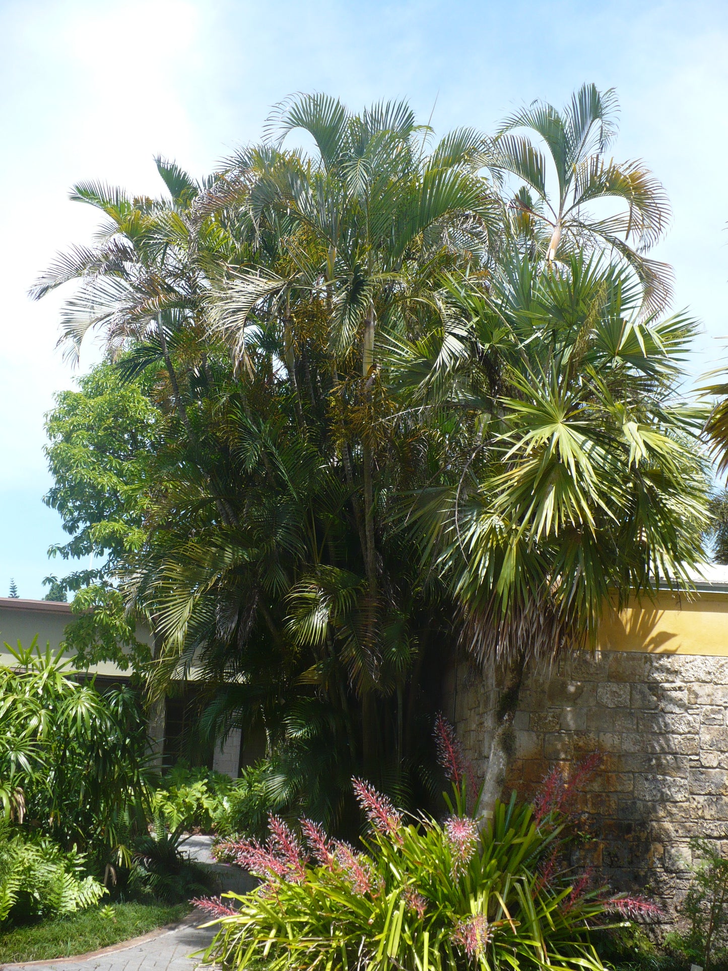 Areca Palm 20 Seeds Butterfly Palm Chrysalidocarpus lutescens
