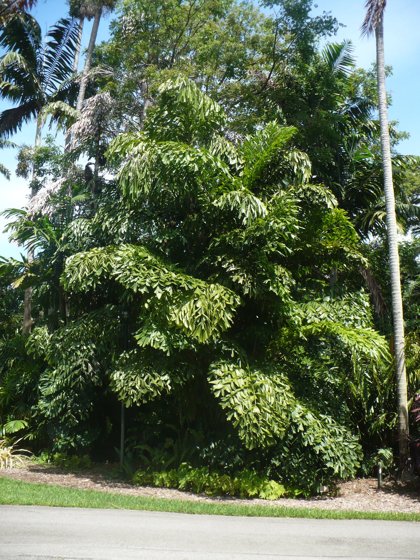 Clustering Fishtail Palm 10 Seeds Caryota mitis