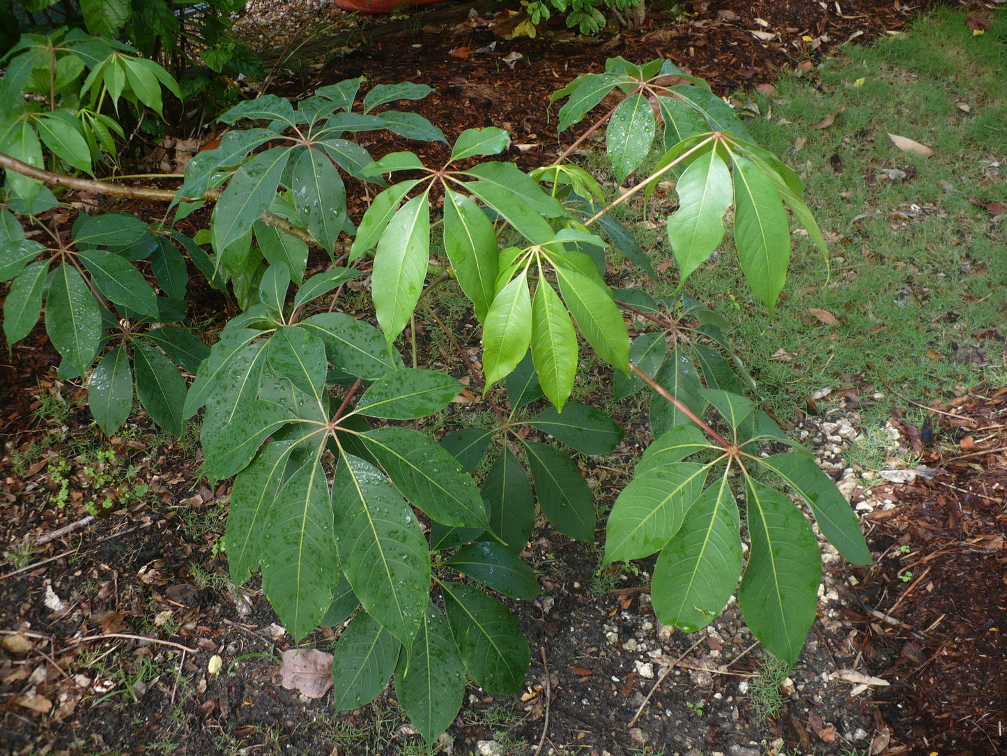 Red Silk Cotton Tree 20 Seeds Bombax ceiba
