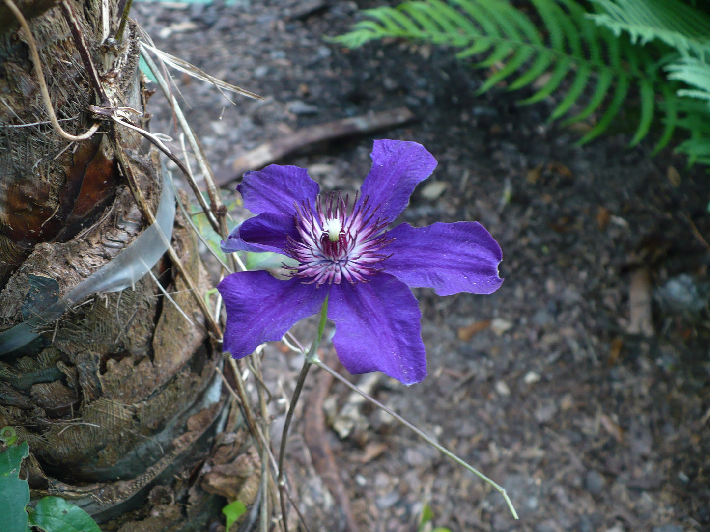 Italian Clematis 20 Seeds Clematis viticella