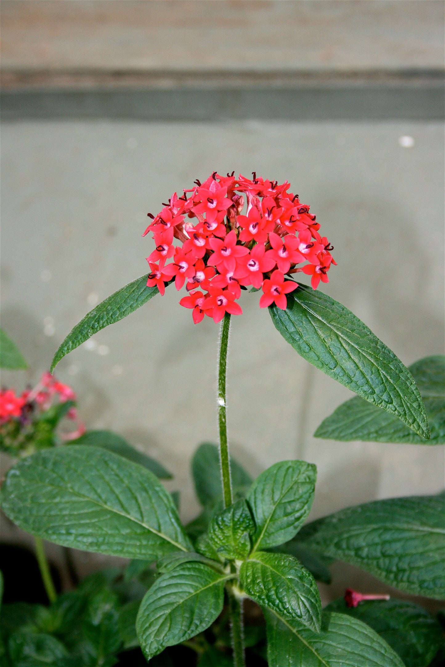 Red Pentas Star Flower Pentas lanceolata 25 Seeds