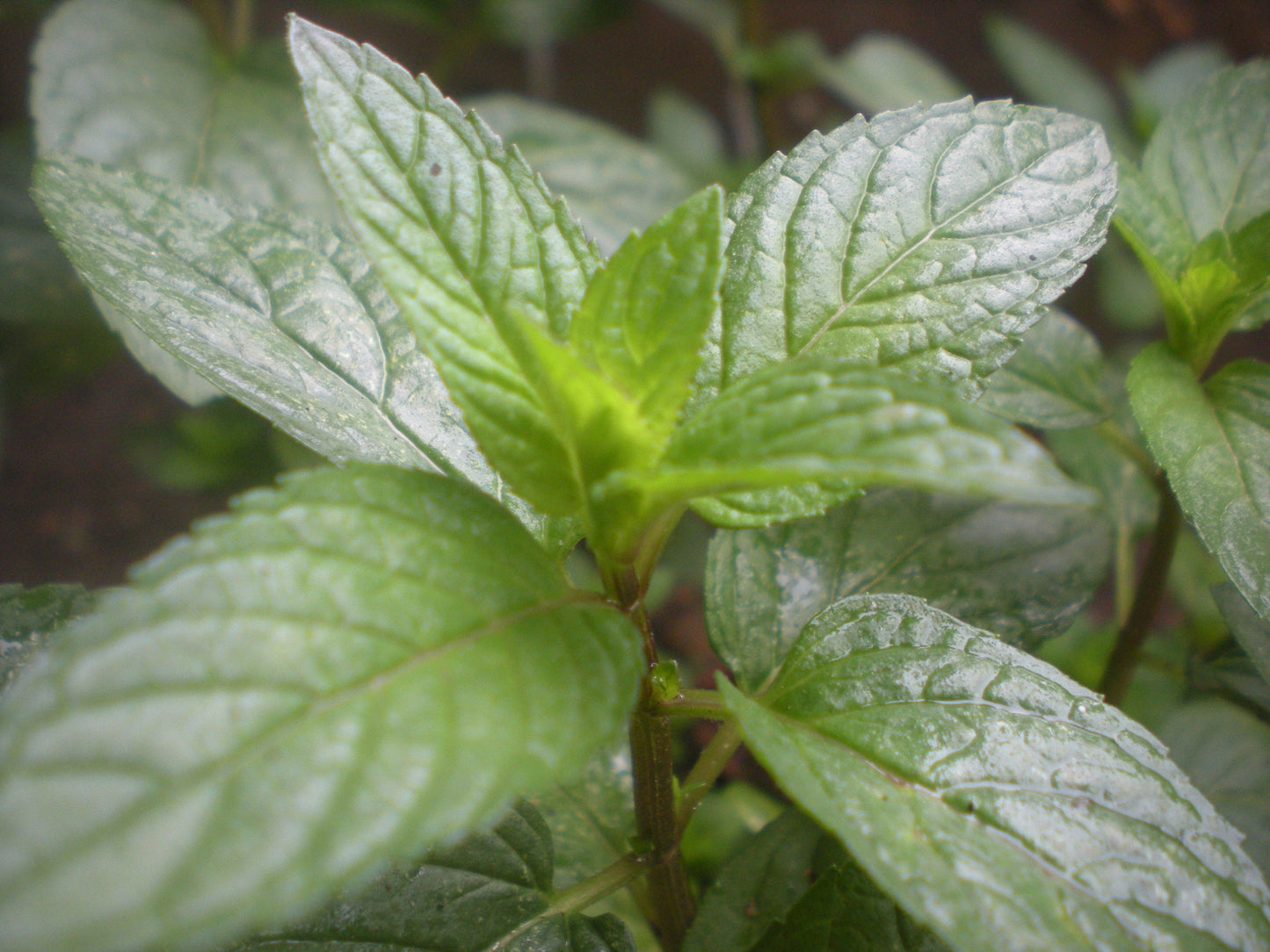 Peppermint 100 Seeds Mentha piperita