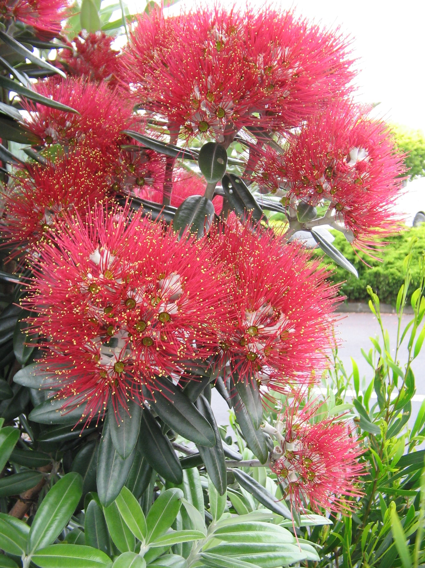 New Zealand Christmas Tree  Pohutukawa  Metrosideros excelsa  20 Seeds  USA Company