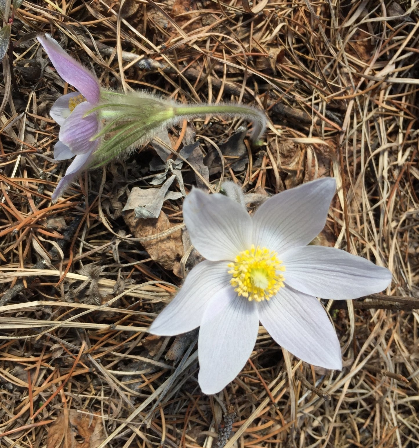 Prairie Pasqueflower  Pulsatilla nuttalliana  100 Seeds   USA Company