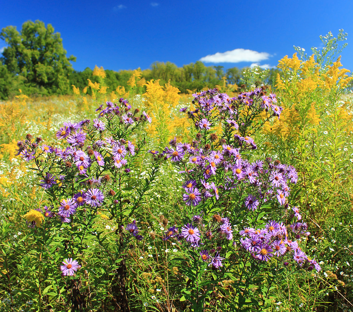 New England Aster 1000 Seeds Aster novae-angliae