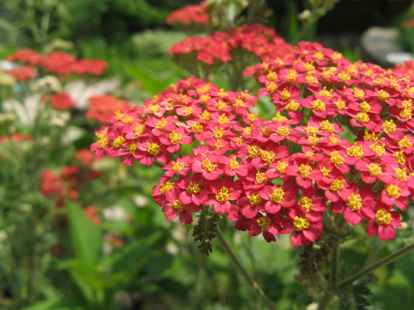 Red Yarrow 100 Seeds Achillea millefolium