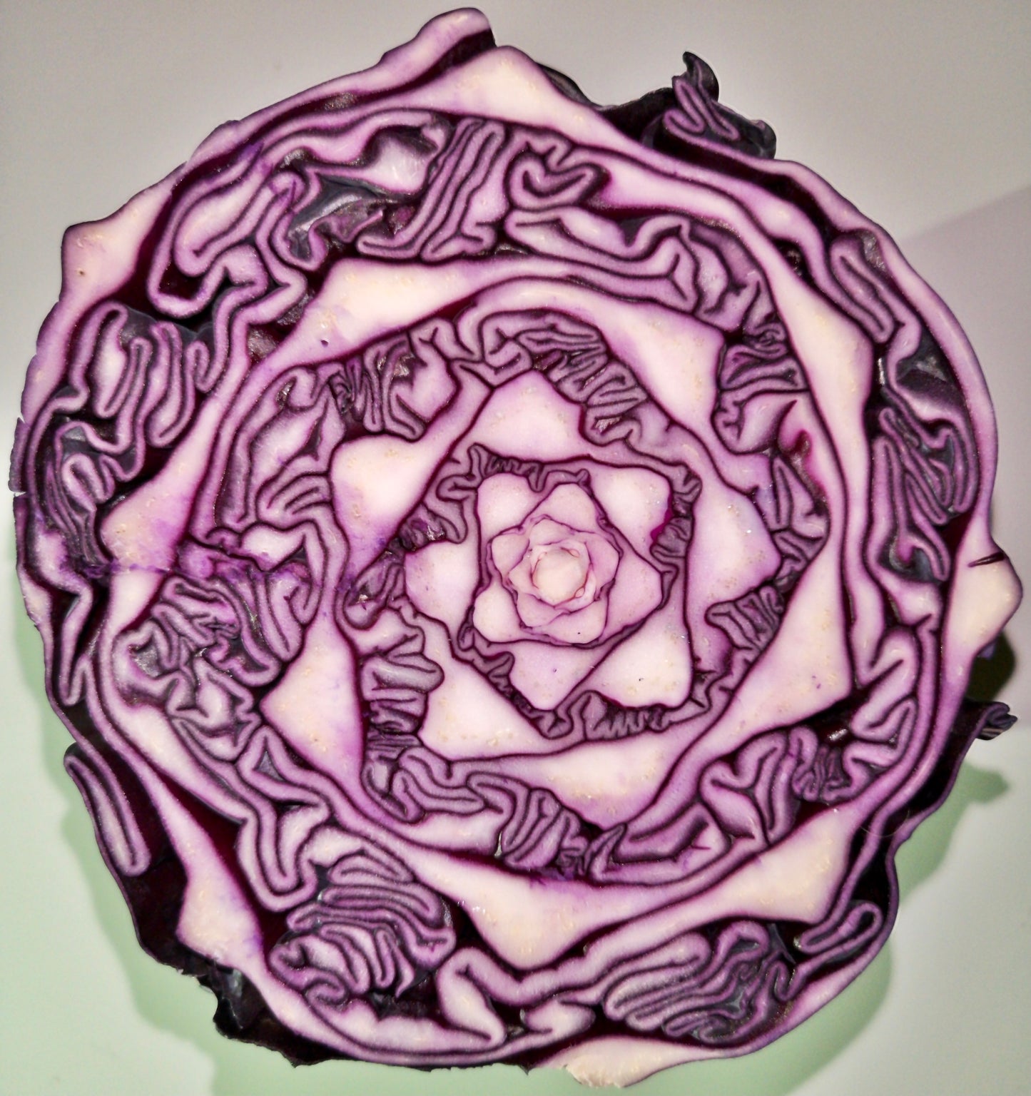 Red Cabbage 100 Seeds Brassica oleracea
