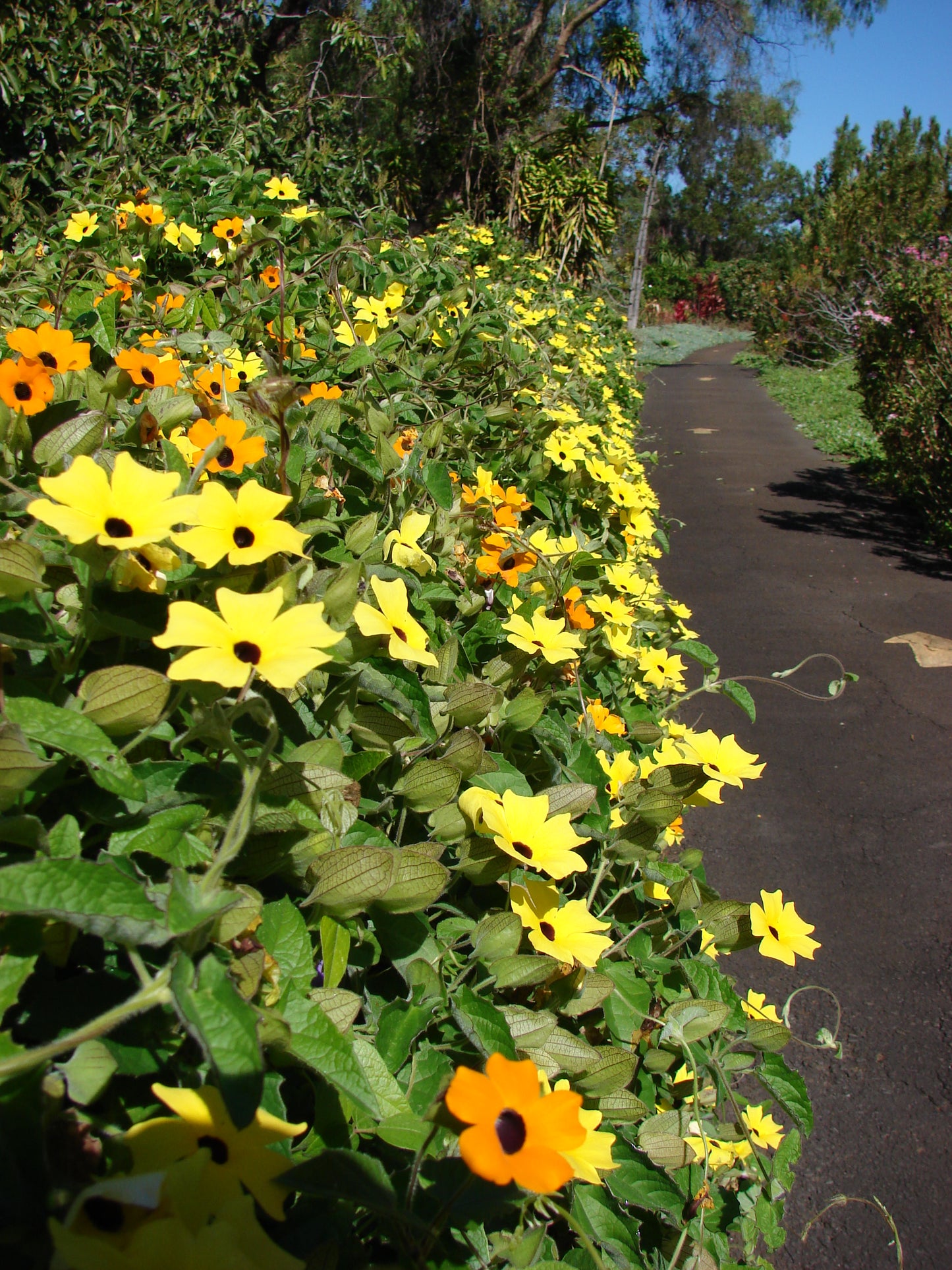 Black-Eyed Susan Vine 100 Seeds Thunbergia alata